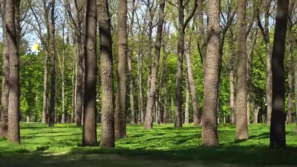 Långsamt glidande kamera i park med träd — Stockvideo