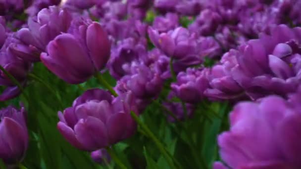Belleza floreciendo tulipanes púrpura — Vídeo de stock