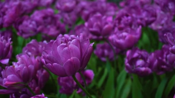 Skönhet blommande lila tulpaner — Stockvideo