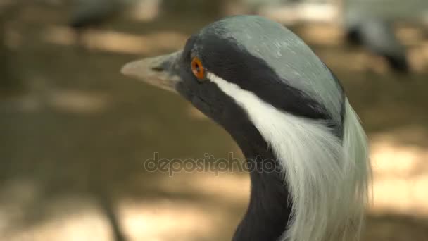 市动物园的鸟 — 图库视频影像