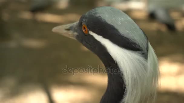 Uccello nello zoo della città — Video Stock