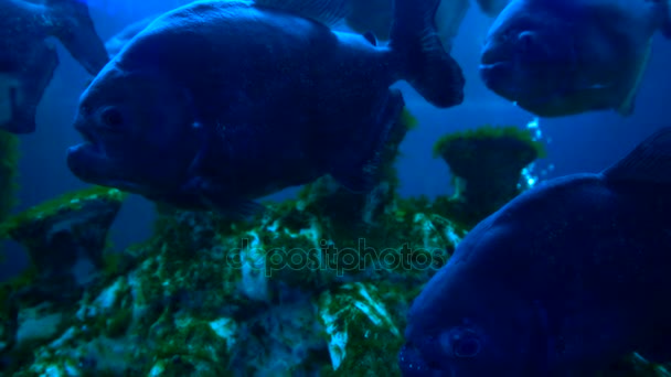 Peces piraña en agua azul — Vídeos de Stock