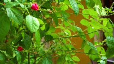 Bush ile vahşi kırmızı gül