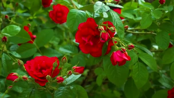 Flores rojas florecientes rosas — Vídeos de Stock