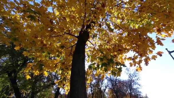 Albero autunnale con foglie gialle nel parco — Video Stock