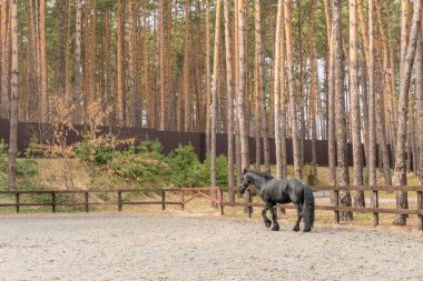 Siyah at ormanda çiftlikte yürüyor.