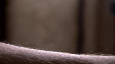 Tüylerim diken diken oldu. Makro video görüntüsü