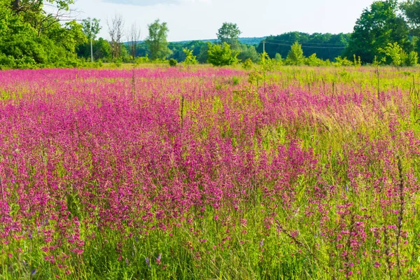 View on field with pink flowers in the summer — Stock Photo, Image
