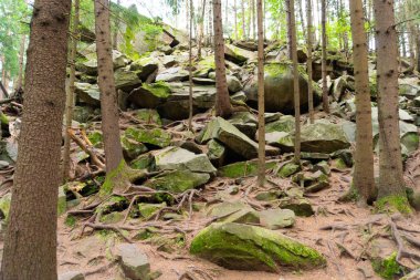 Yazın çam ormanlarında yosunlu kayalar