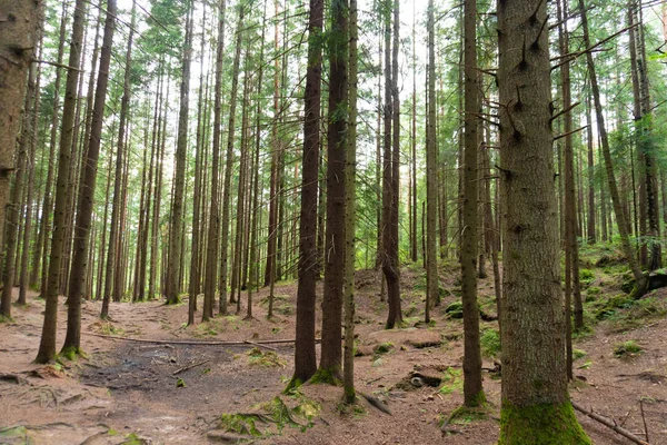 Selvaggia vecchia pineta estiva in estate — Foto Stock