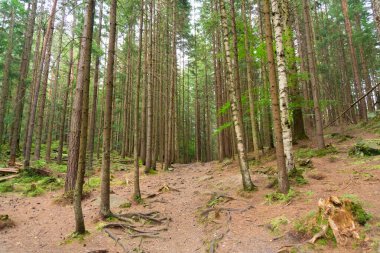 Çam ormanlarında sakin ve huzurlu doğa manzarası