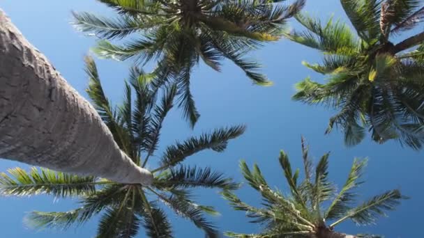 Girando mirando sobre las palmas tropicales y el cielo — Vídeo de stock