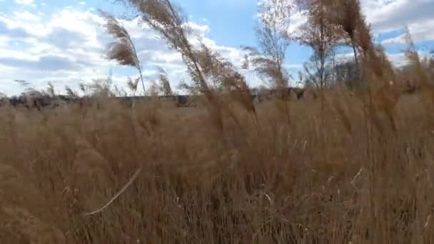 Grasveld met wilde riet in winderige dag — Stockvideo