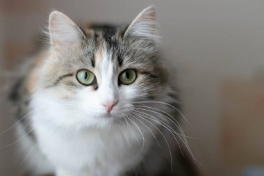 Beautiful cat with blurry background