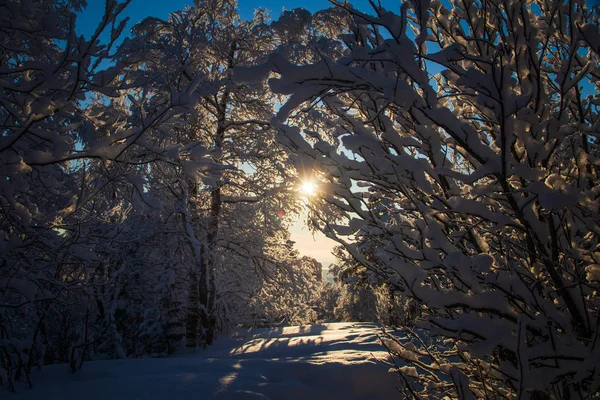 Foto Paisaje Bosque Invierno —  Fotos de Stock