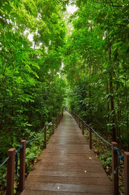 Yaz parkta yürüyüş yolu