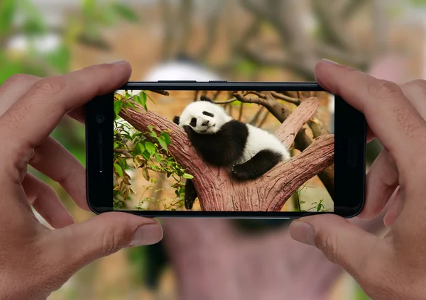 Мужчина фотографирует спящую гигантскую панду — стоковое фото