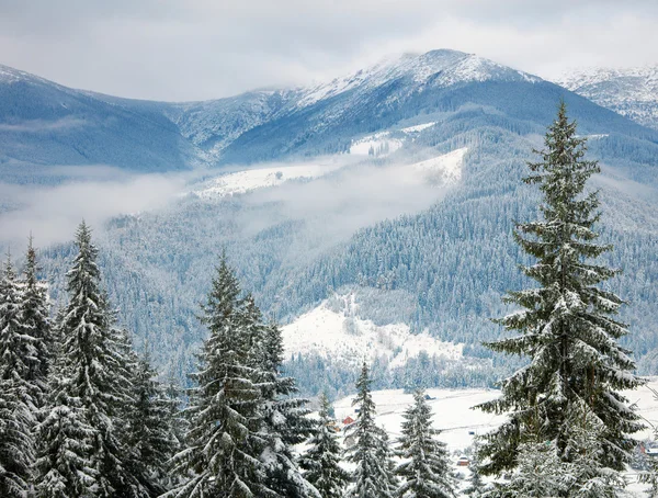Besneeuwde bomen in de bergen — Stockfoto