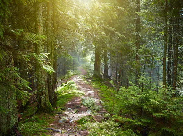 Path in beautiful green forest — Stock Photo, Image