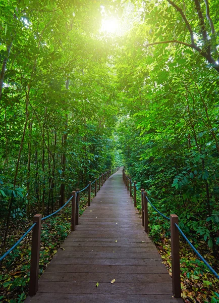 Boardwalk in the green park of Singapore — Stockfoto