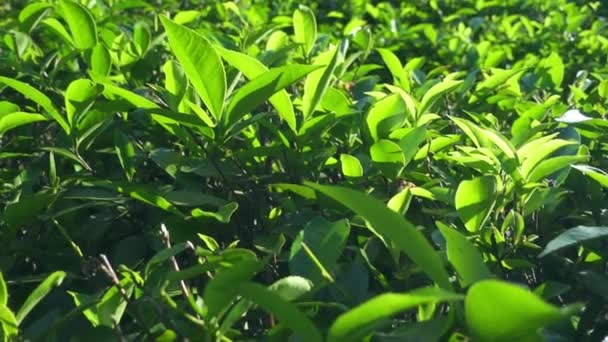 Зеленые чайные листья. Чайные плантации Шри-Ланки — стоковое видео