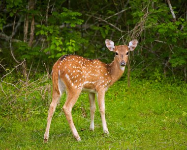 Ak kuyruklu geyik fawn. Yala Milli Parkı, Sri Lanka