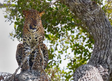 Leopar vahşi doğada