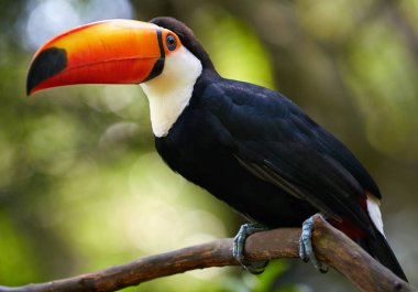Toucan on the branch clipart