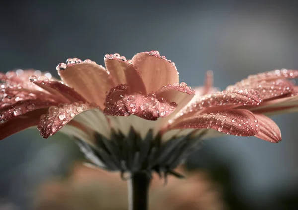 Помаранчева рожева квітка гербери з водяними пагонами. стиль Instagram тонни — стокове фото