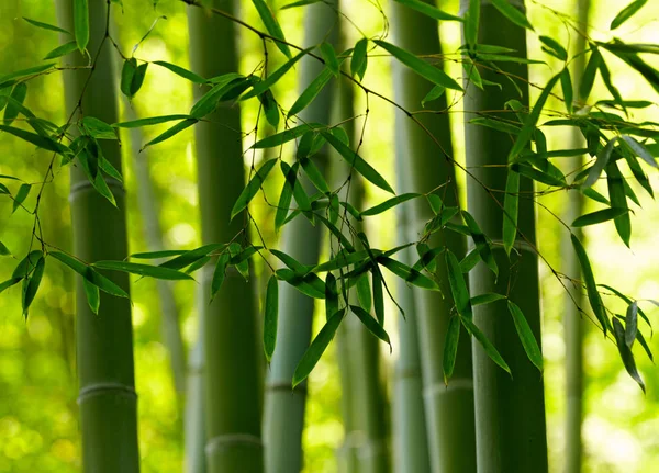 Fond de tiges de bambou vert — Photo