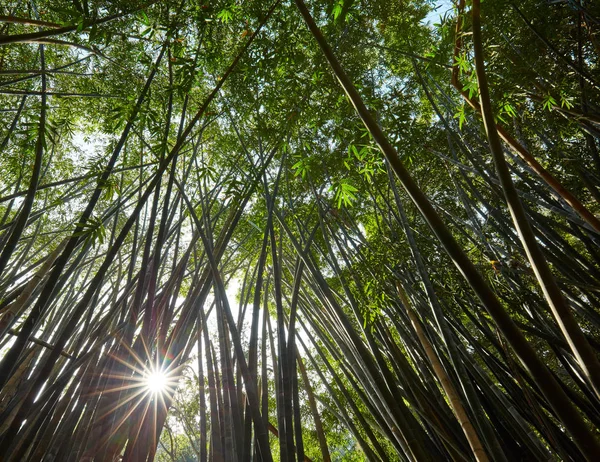 Бамбуковый лес при дневном свете — стоковое фото