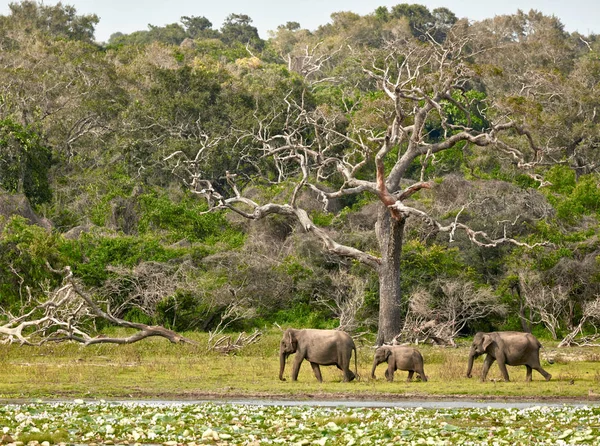 Elefantenfamilie im Yala-Nationalpark — Stockfoto