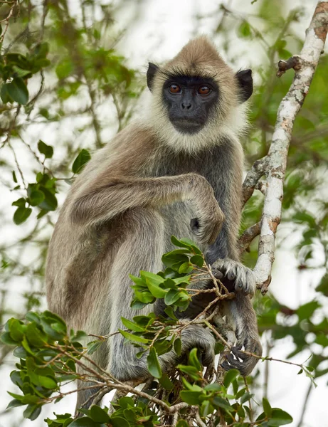 Γκρι αντιμέτωποι Langur Monkey — Φωτογραφία Αρχείου
