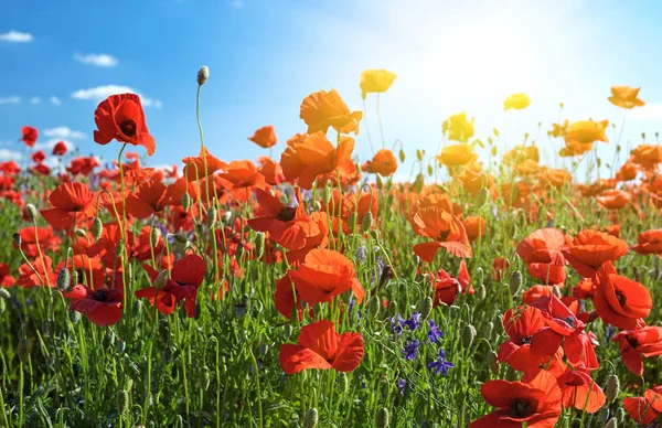 Poppy field flowers. Red poppies over blues sky background — Stock Photo, Image