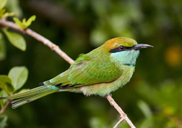 Beautiful green bird in wild nature.