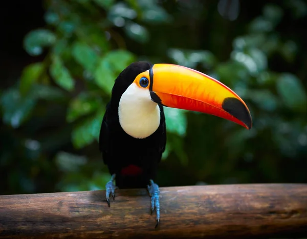 Brazília trópusi erdő az ágon tukán — Stock Fotó