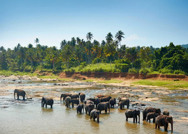 Elefantes bañándose. Elefantes de Sri Lanka en el río Imagen De Stock