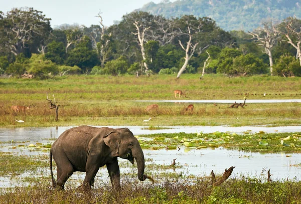 Elefante en la naturaleza salvaje Fotos De Stock Sin Royalties Gratis
