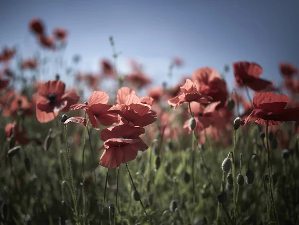 Feld der roten Mohnblumen — Stockfoto