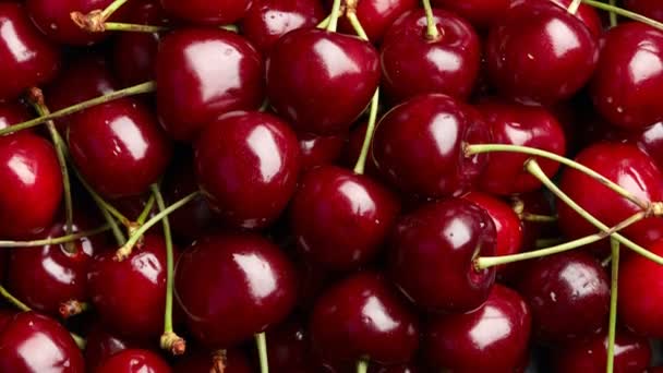 Cherry bakgrund. Söt ekologisk körsbär på marknaden counter — Stockvideo