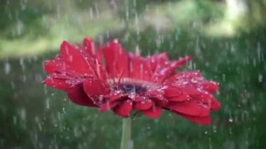 Kırmızı papatya gerbera çiçek ile yağmurda waterdrops