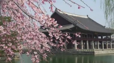 Gyeongbokgung Sarayı ile bahar zaman kiraz çiçeği. Seoul, Kore