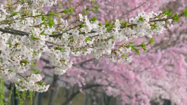 Árbol de flor de cerezo en primavera en Seúl, Corea . — Vídeos de Stock