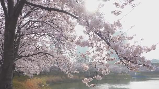 Cherry blossom tree in spring time in south Korea — Stock Video