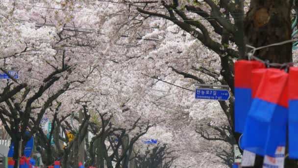 Árvore flor de cerejeira em tempo de primavera na Coreia do Sul — Vídeo de Stock