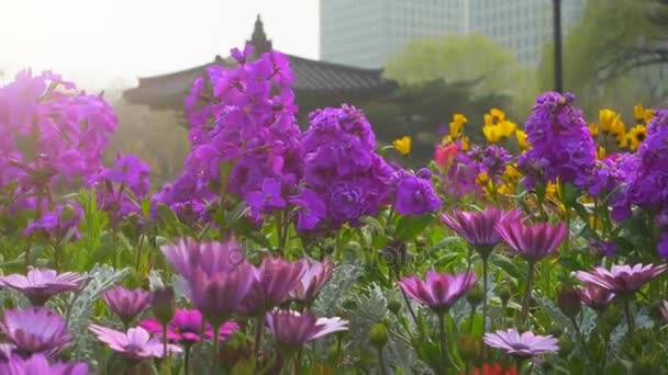 서울 도시 공원에서 봄 날 — 비디오