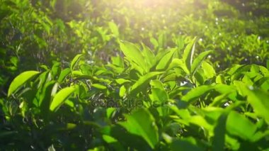 Yeşil çay taze yapraklar. Çay tarlaları