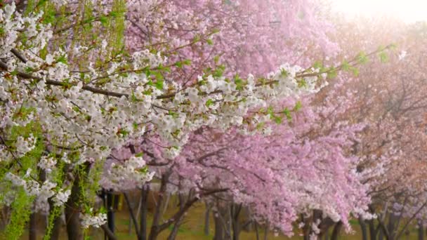 Весной в Сеуле, Корея, цветущая вишня — стоковое видео