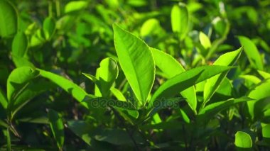 Yeşil çay taze yaprakları