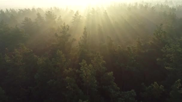 Flying towards the sun rays. Fabulous morning sunrise aerial shot. Pine tree tops and branches lit by sun beams. 4K — Stock Video